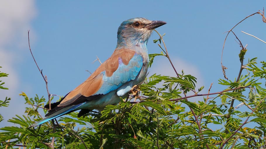 bird on tree, lilac breasted roller, africa, lilac-breasted, colorful