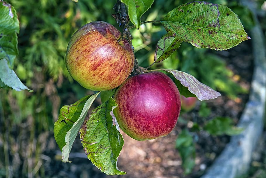 boskoop, apple, fruit, red, healthy, vitamins, apple variety HD wallpaper