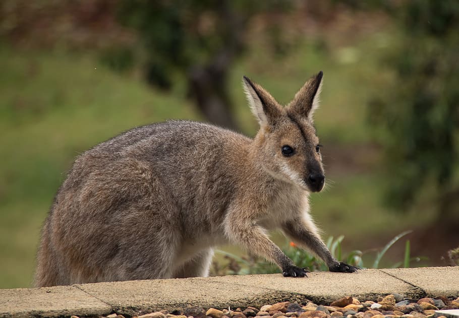 wallaby, rednecked wallaby, climbing, steps, exploring, australia, HD wallpaper