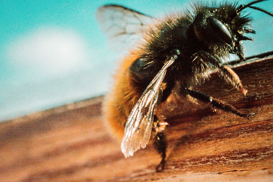 black and brown bee on brown wood, micro lens photography of brown bumble bee HD wallpaper