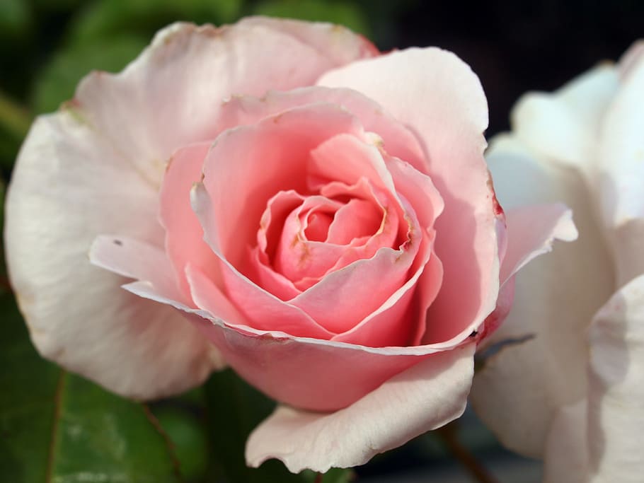 flower, roses, bloom, flowering plant, beauty in nature, rose - flower HD wallpaper