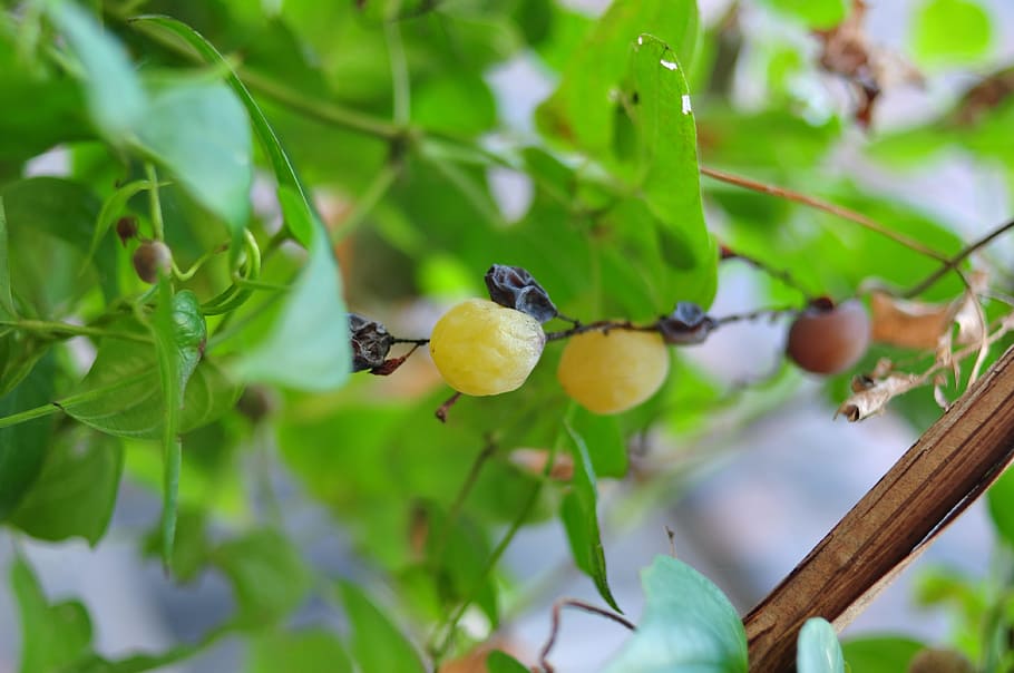 grape, fruit, plant, grapes, plants, food, plant part, leaf HD wallpaper