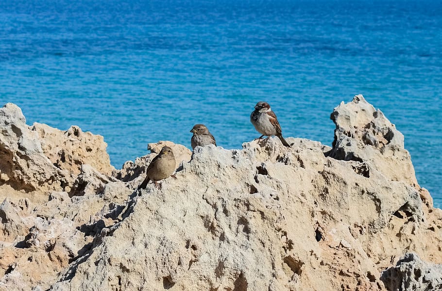 sparrows, rock, sea, bird, wildlife, animal, nature, sitting HD wallpaper