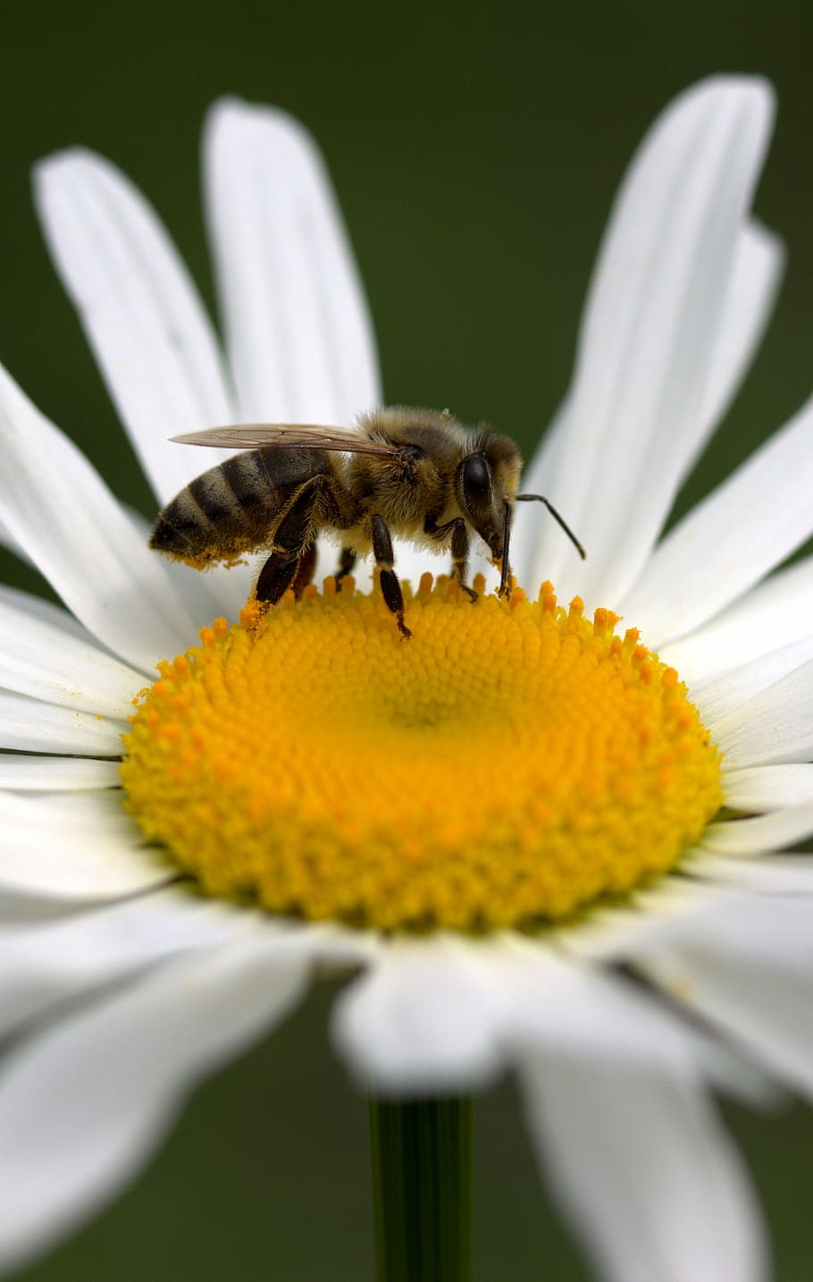 bee, daisy, pollen, work, insecta, nature, flower, white, flowering plant HD wallpaper