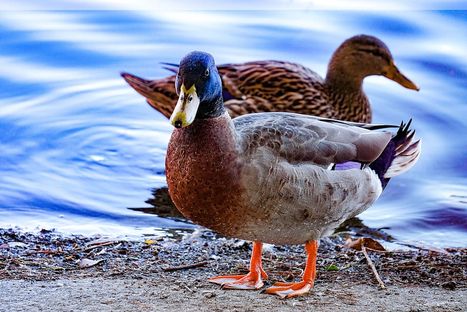 ducks, nature, bird, wild, natural, animal themes, vertebrate HD wallpaper