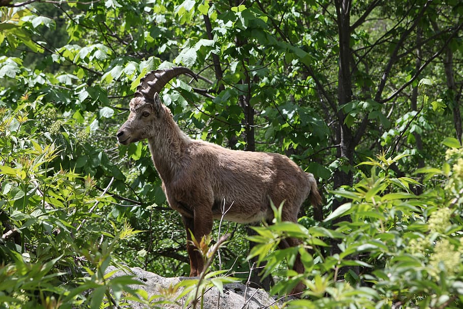 ibex in the spring, the red needles, plant, tree, animal, animal themes HD wallpaper