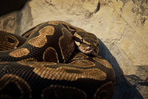snake, wallpaper, background, python regius, vivarium, breeding HD wallpaper