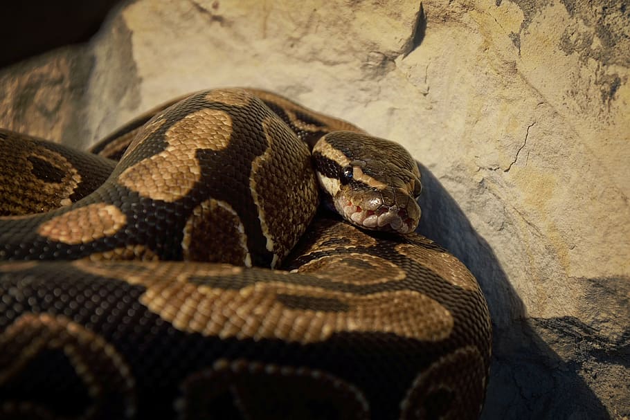 snake, wallpaper, background, python regius, vivarium, breeding HD wallpaper