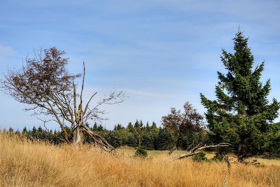 tree, spruce, nature, branches, grass, tree of heaven, souška HD wallpaper