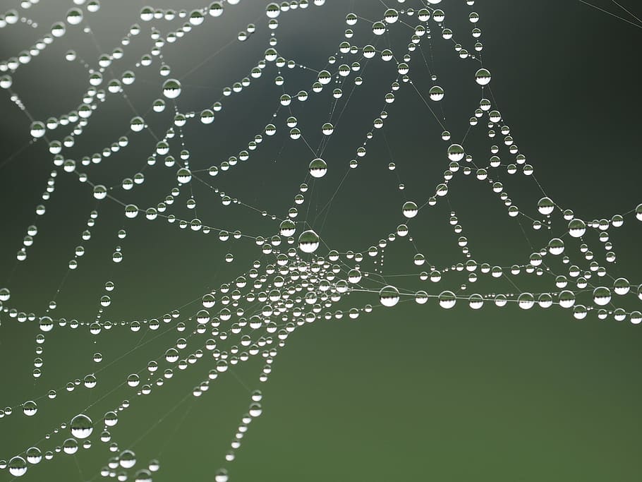 close-up, cobweb, spider web, spider's web, spiderweb, water HD wallpaper