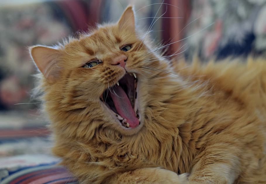 cat, feline, ginger, kitty, fur, pet, domestic, adorable, tabby HD wallpaper