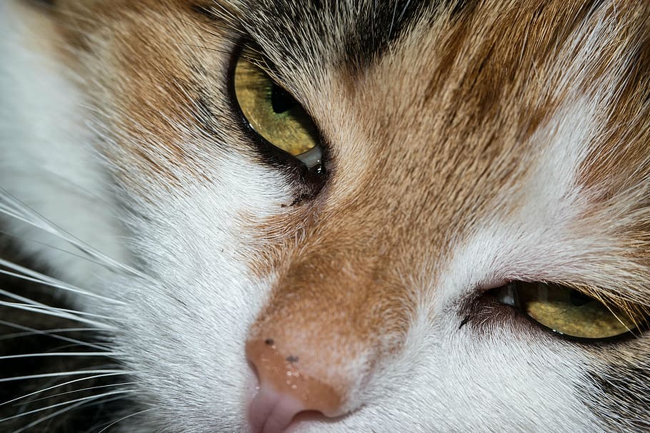 cat, eye, cat's eye, view, look, watch, lucky cat, love, heavens to HD wallpaper