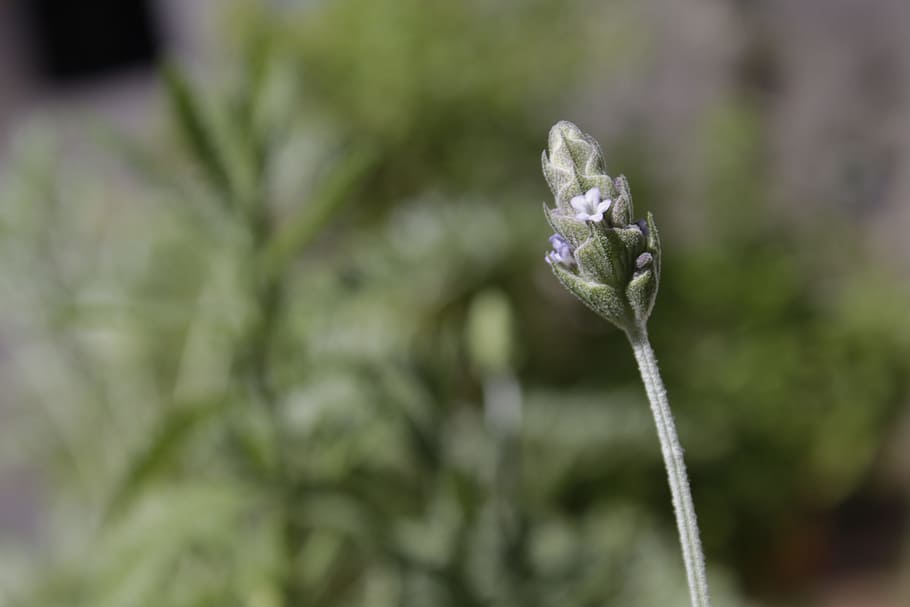 Lavender, Flower, Nature, growth, plant, fragility, outdoors HD wallpaper