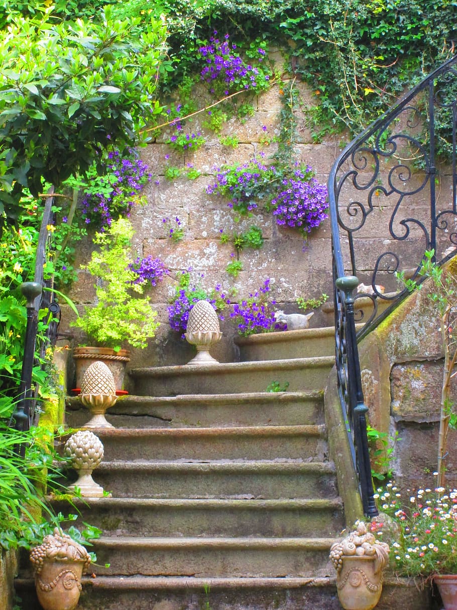 purple petaled flowers, staircase, old, flower pots, summer, nature, HD wallpaper