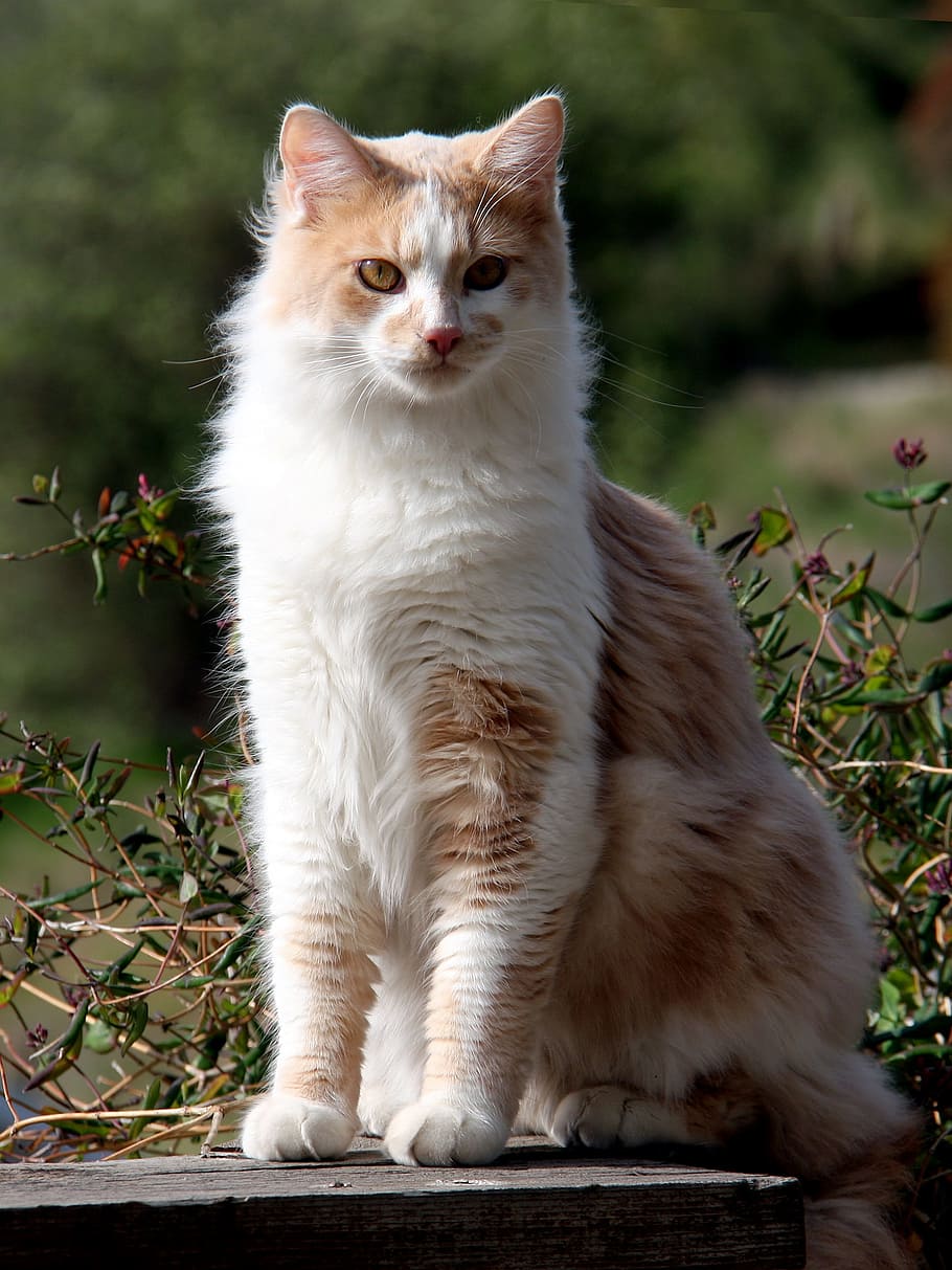 domestic longhair cat, domestic cat, long hair, tawny, cream