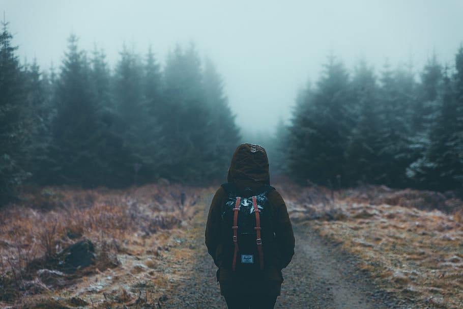man walking on pathway, pine, trees, forest, plants, nature HD wallpaper