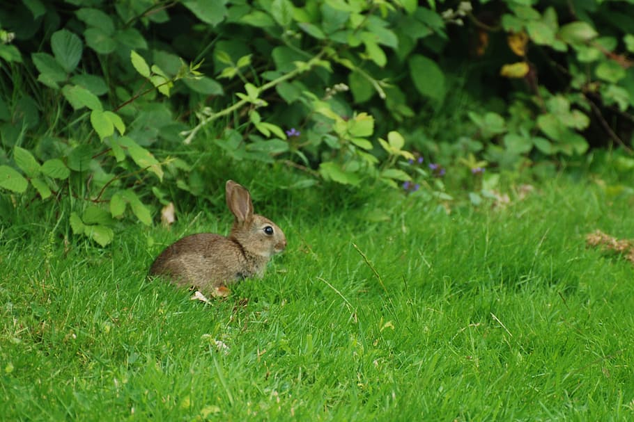 nature, wild, wild rabbit, animal themes, one animal, plant HD wallpaper