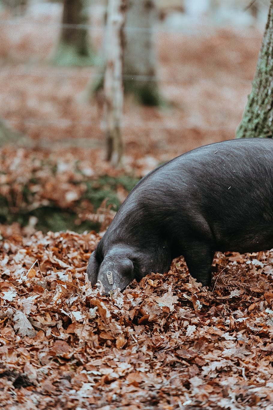 Foraging black pig in Autumn, black wild boar walking in dried leaves HD wallpaper