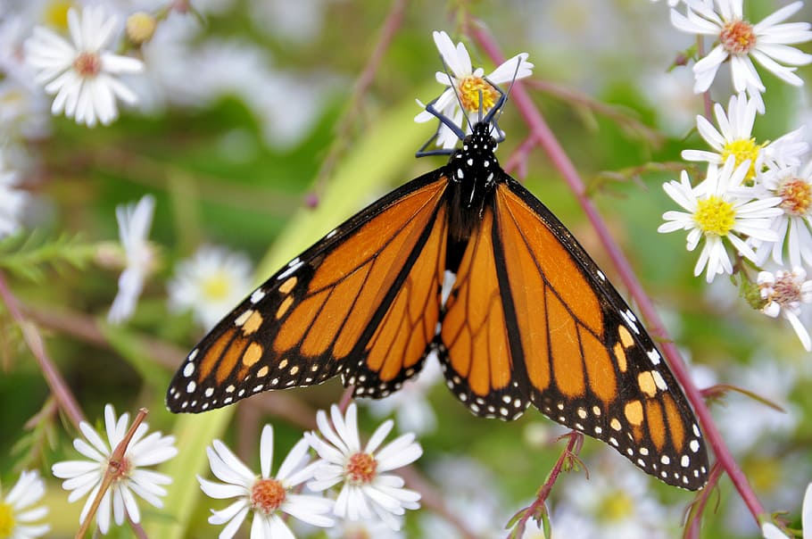 Butterfly, Insects, Nature, Bug, beautiful, design, summer HD wallpaper