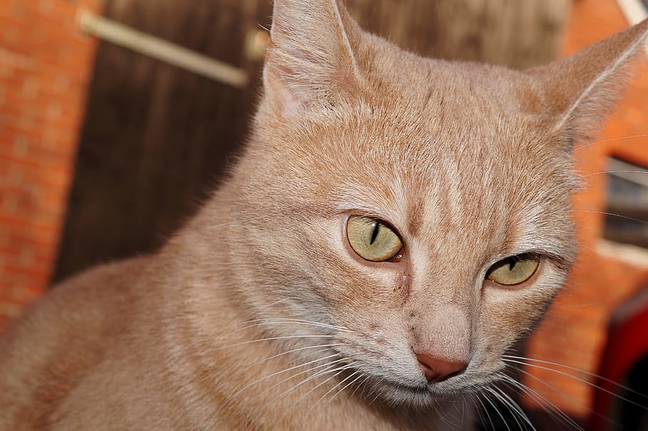 cat, head, portrait, close, head drawing, mackerel, eyes, wildlife photography HD wallpaper