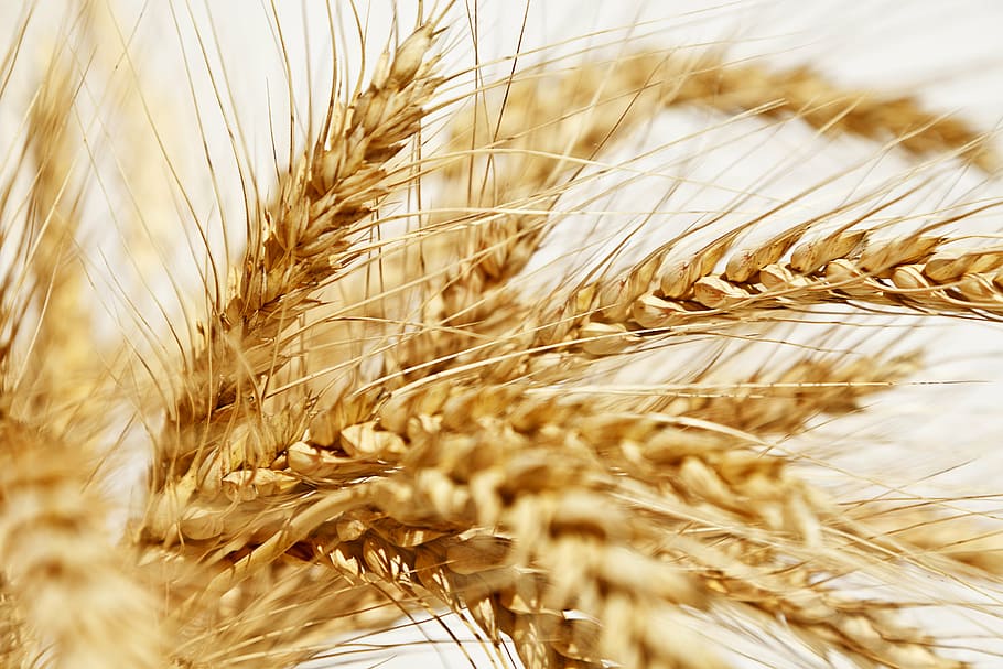 close-up photo of brown wheat, spike, yellow, crop, cereal plant HD wallpaper