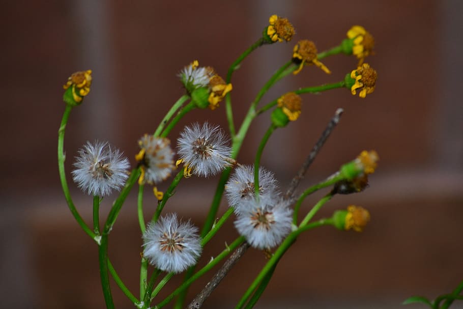 willow, nature, flower, spring, pussy-willow, outdoors, yellow HD wallpaper