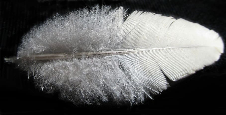 nature, softness, desktop, downy, feather, fragility, vulnerability HD wallpaper