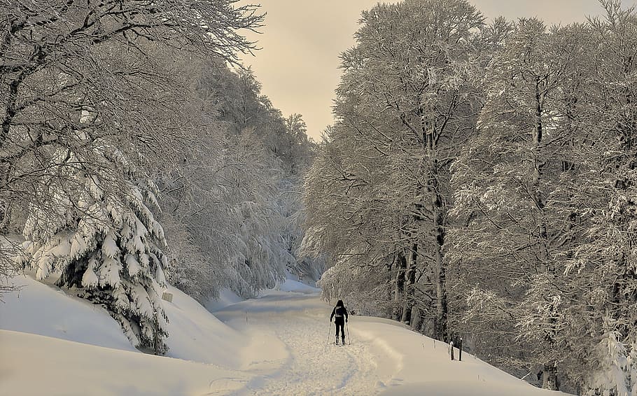 person standing in the middle of a road between snow covered trees HD wallpaper