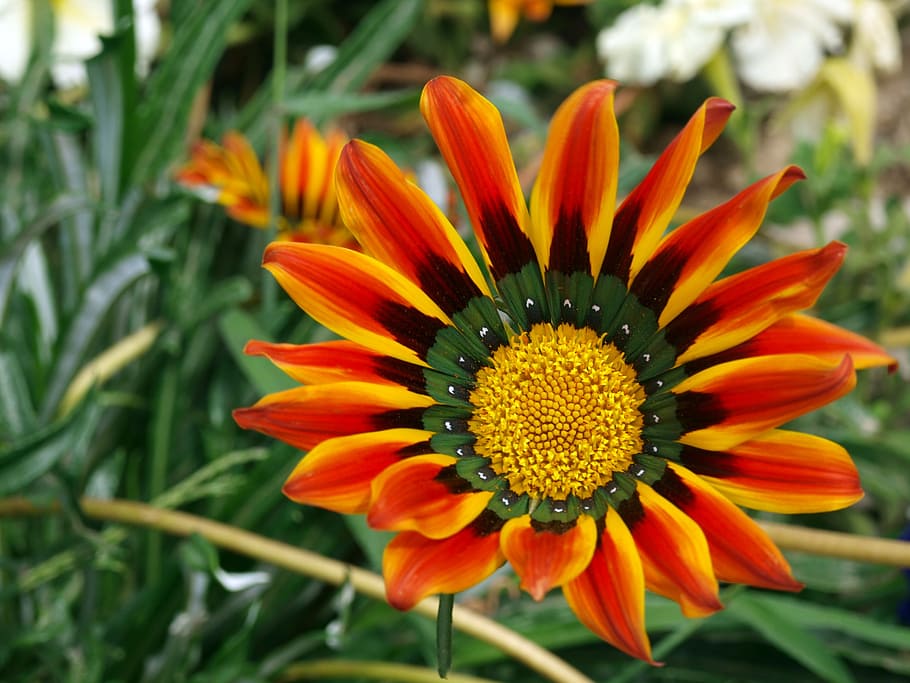 flower, orange, summer, nature, plant, yellow, petal, flower Head HD wallpaper