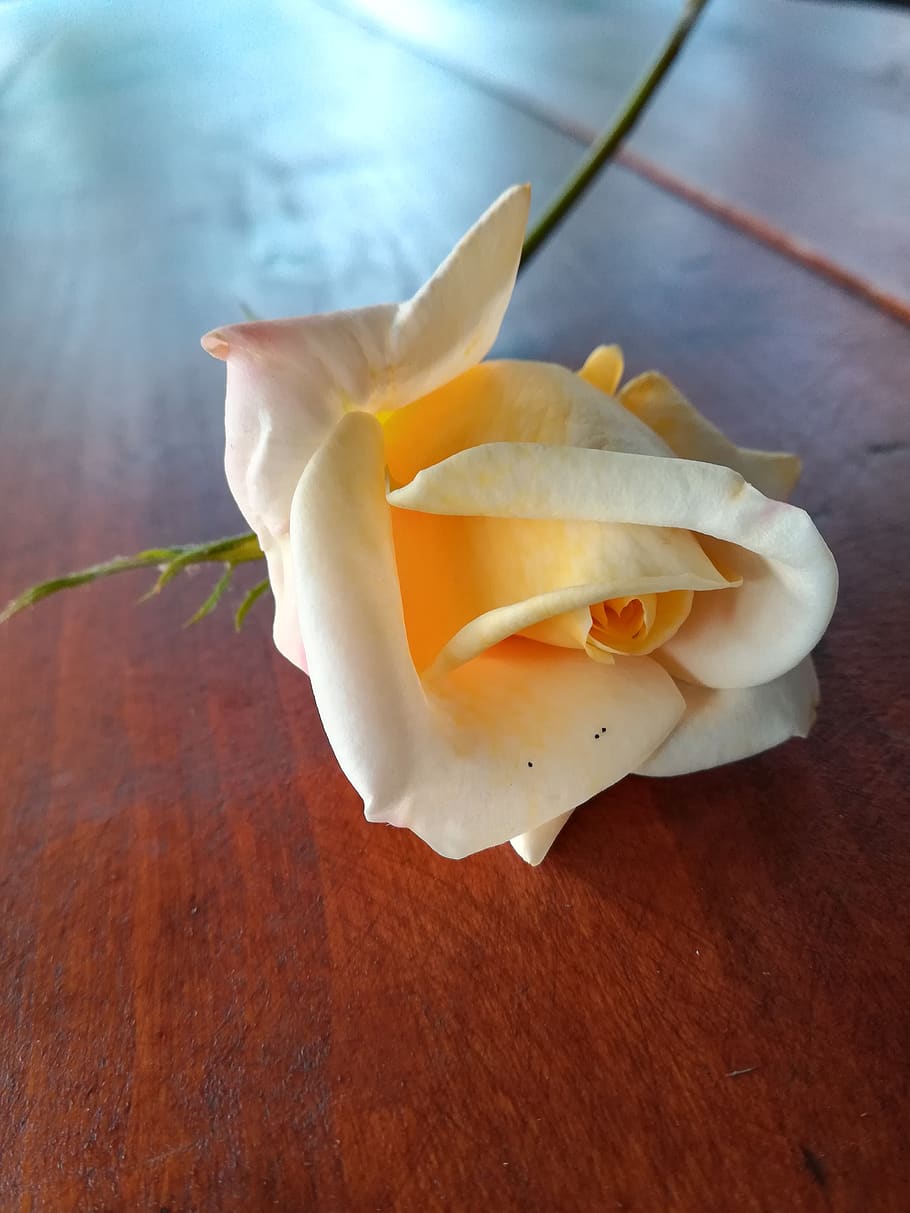 rose, flower, flowering plant, flower head, inflorescence, petal HD wallpaper