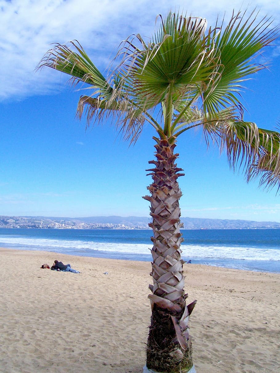 beach, palm, sand, sea, palm tree, viña del mar, valparaíso