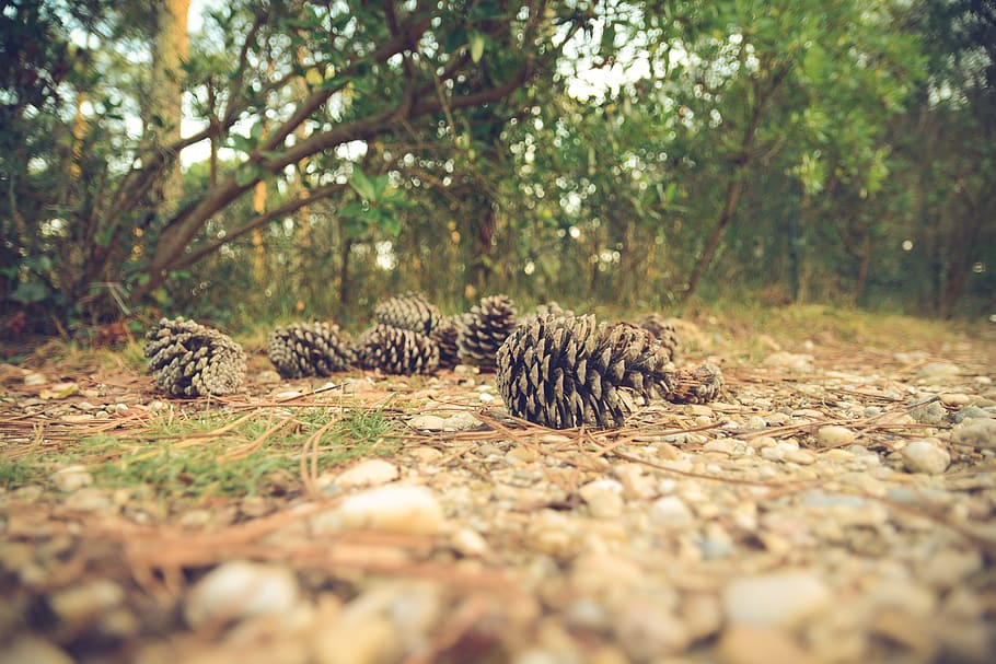 close up photography of several pine cones on ground, forest HD wallpaper