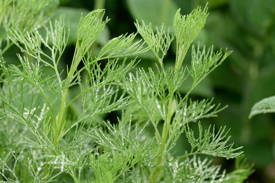 Spice, Cola, Herb, Garden, cola herb, nature, green Color, plant HD wallpaper