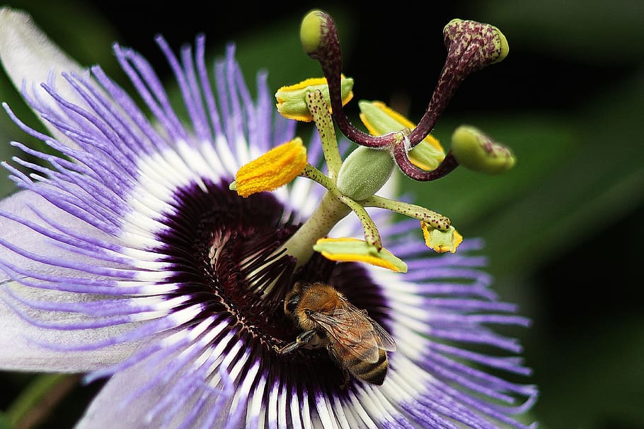 close up photo of purple and white petaled flowers, bee, nature HD wallpaper