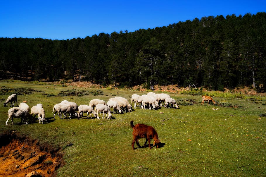 camping, nature, mount, mammal, livestock, domestic animals HD wallpaper