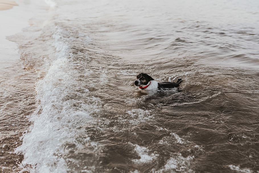 Dog in the water, sea, pet, puppy, swimming, sport, wave, speed