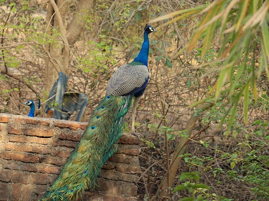 pc bharat, kansara, banswara, peacock, animal themes, one animal