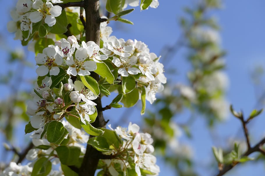 tree, blossom, bloom, flower, nature, plant, flowering plant HD wallpaper