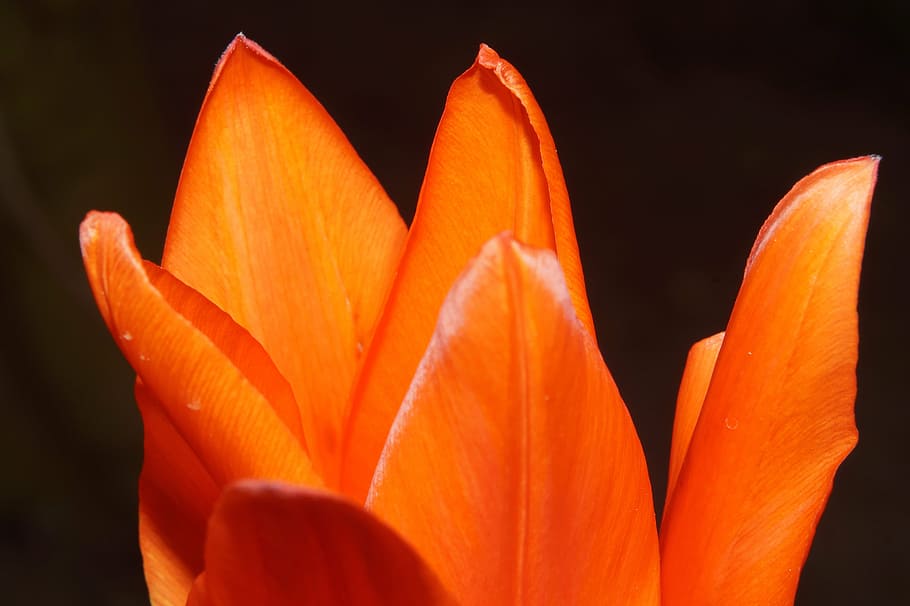 orange flower, blossom, bloom, petals, delicate orange, tulip HD wallpaper