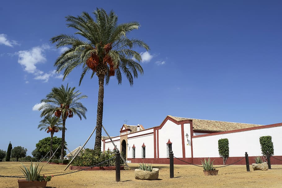 sevilla, polo, stables, spain, palm tree, sky, tropical climate HD wallpaper