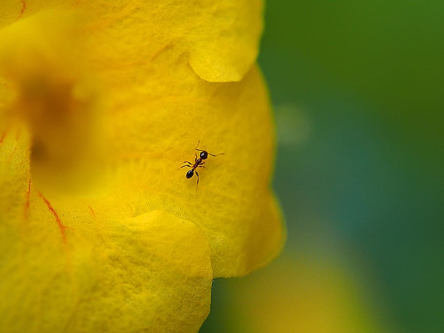 ma 蟻, flower, artistic conception, invertebrate, animal themes HD wallpaper