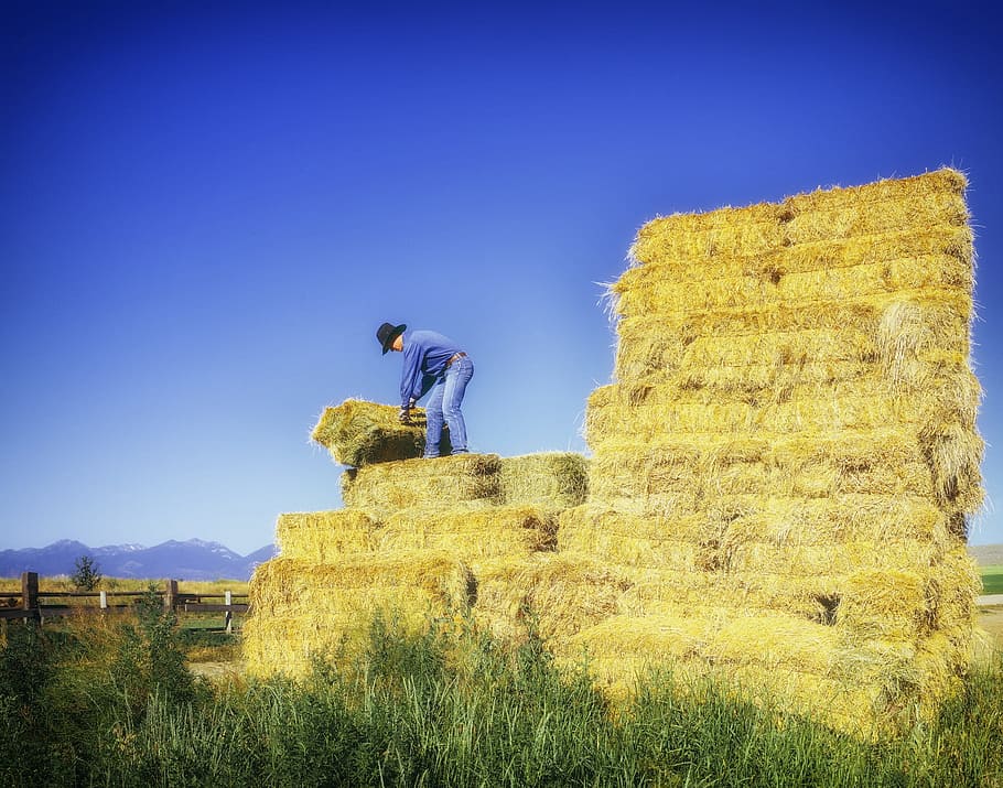 person standing on top of hay stack, oregon, farm, rancher HD wallpaper