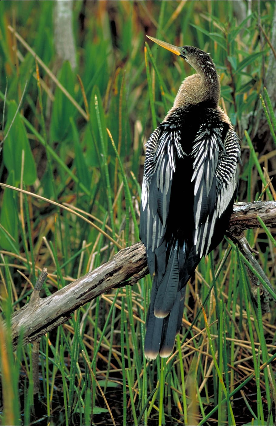 anhinga, bird, darter, snake bird, snakebird, diver, fisher HD wallpaper