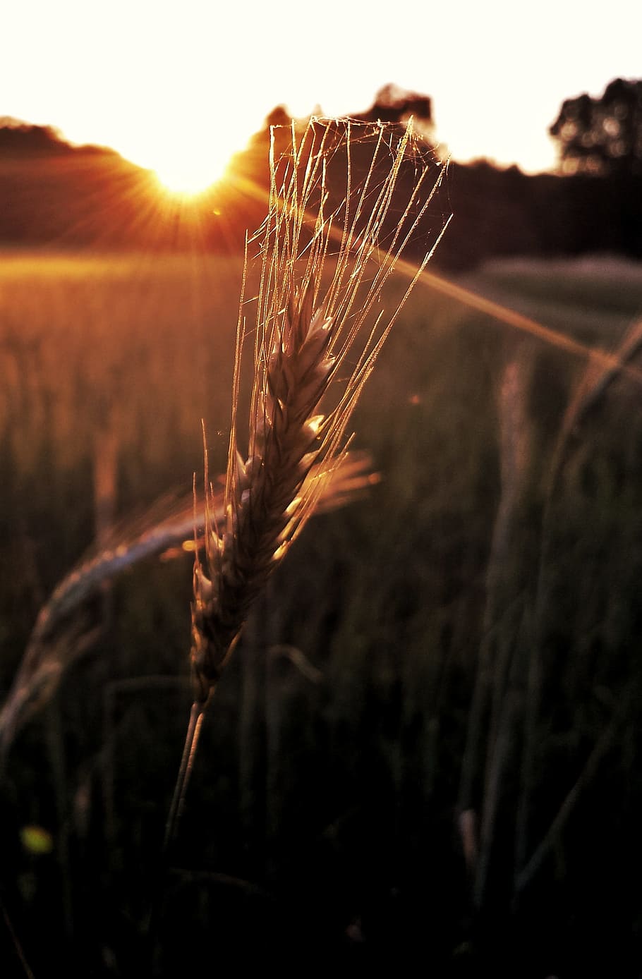 grain, field, cereals, ear, grains, field crops, harvest, cornfield HD wallpaper