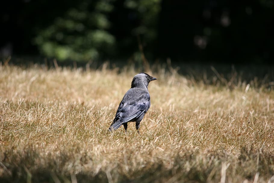 bird, crow, nature, animal themes, animal wildlife, animals in the wild HD wallpaper
