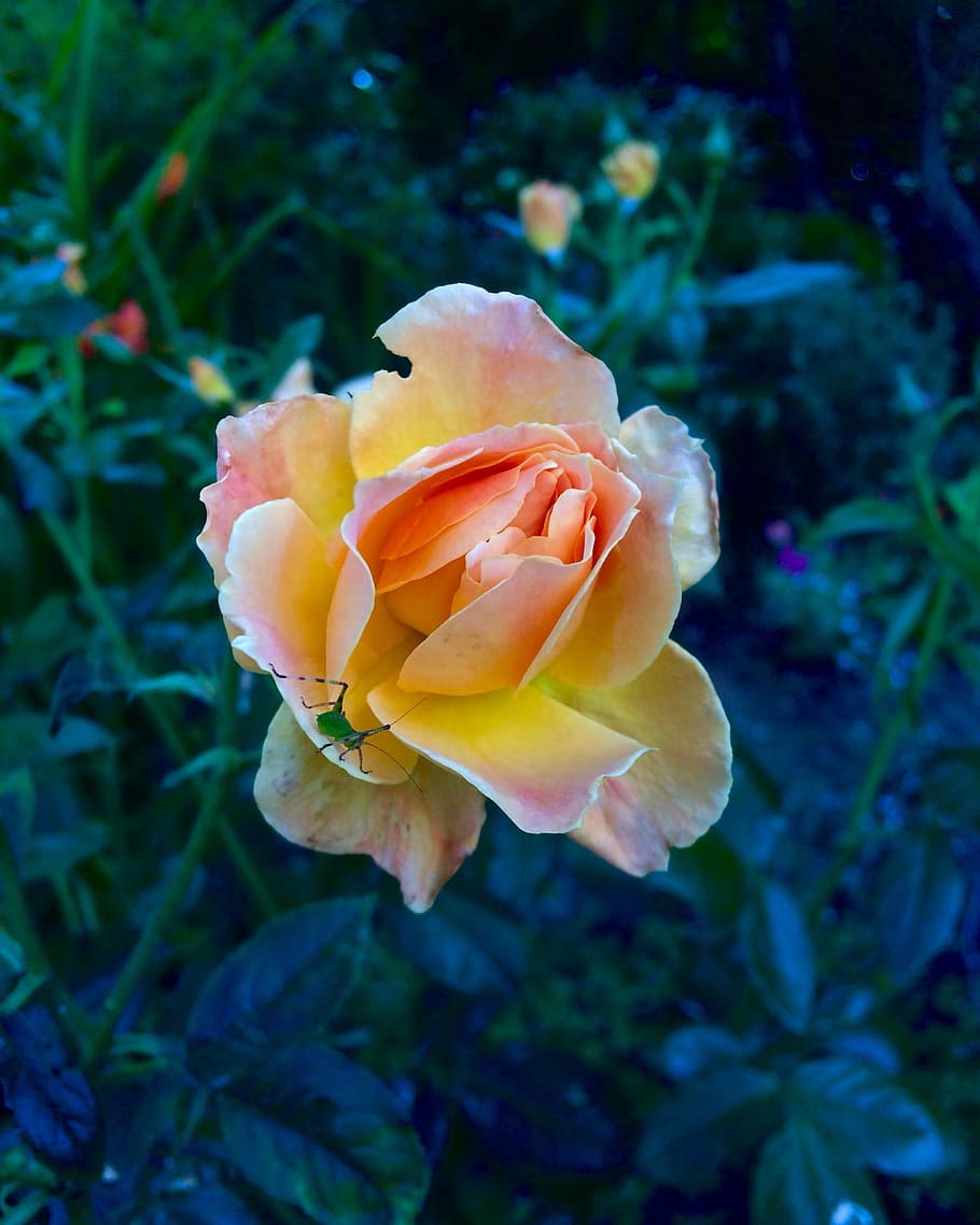 peach rose, katydid, dark background, contrast, blush, garden HD wallpaper