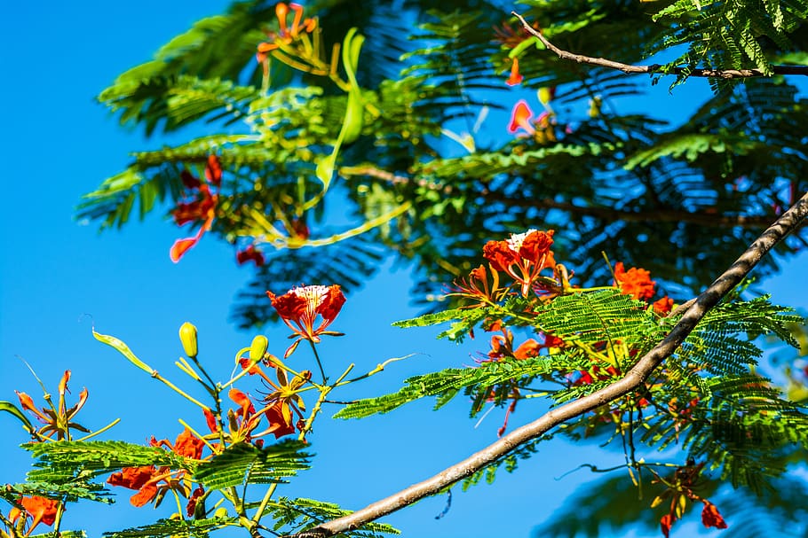blossom, bloom, red, tree, plant, blue, branch, leaf, low angle view HD wallpaper