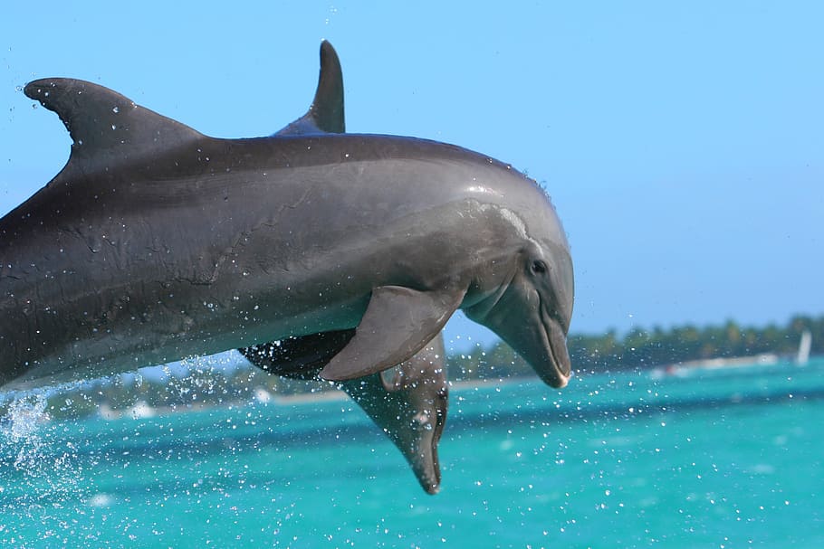 two gray dolphins over sea during daytime, punta cana, caribbean