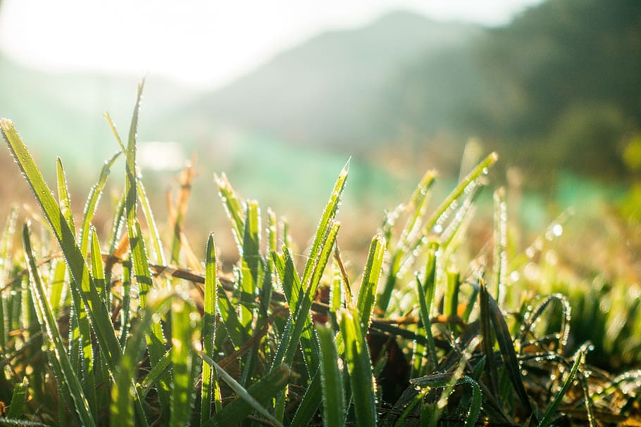 close up, crop, dew, field, grass, grass family, hope, moisture HD wallpaper