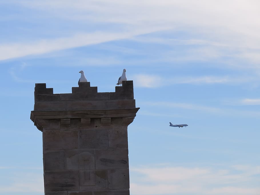 fly, plane, sky, trip, clouds, air, stage length, bird, air transport HD wallpaper